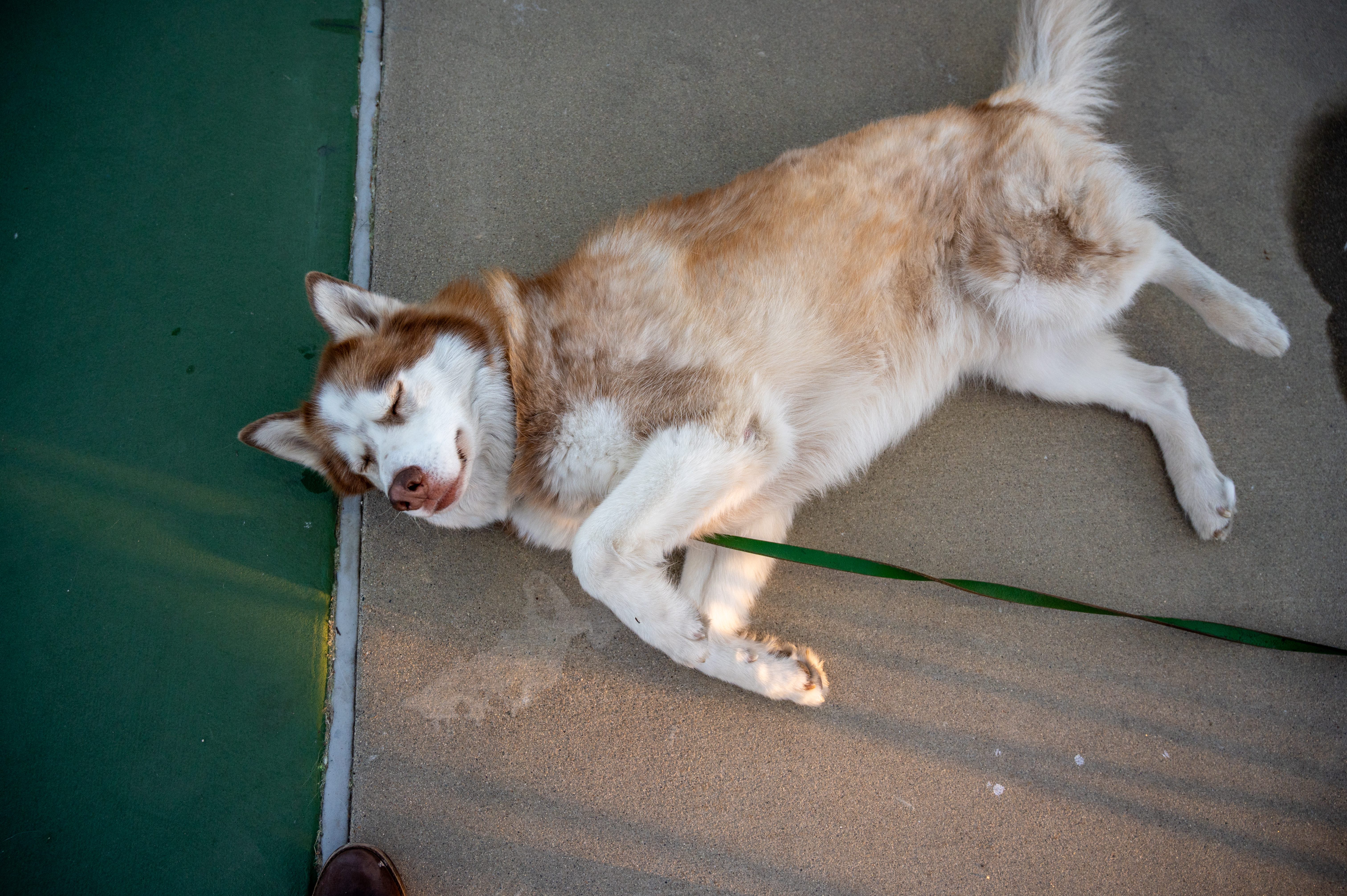 dog