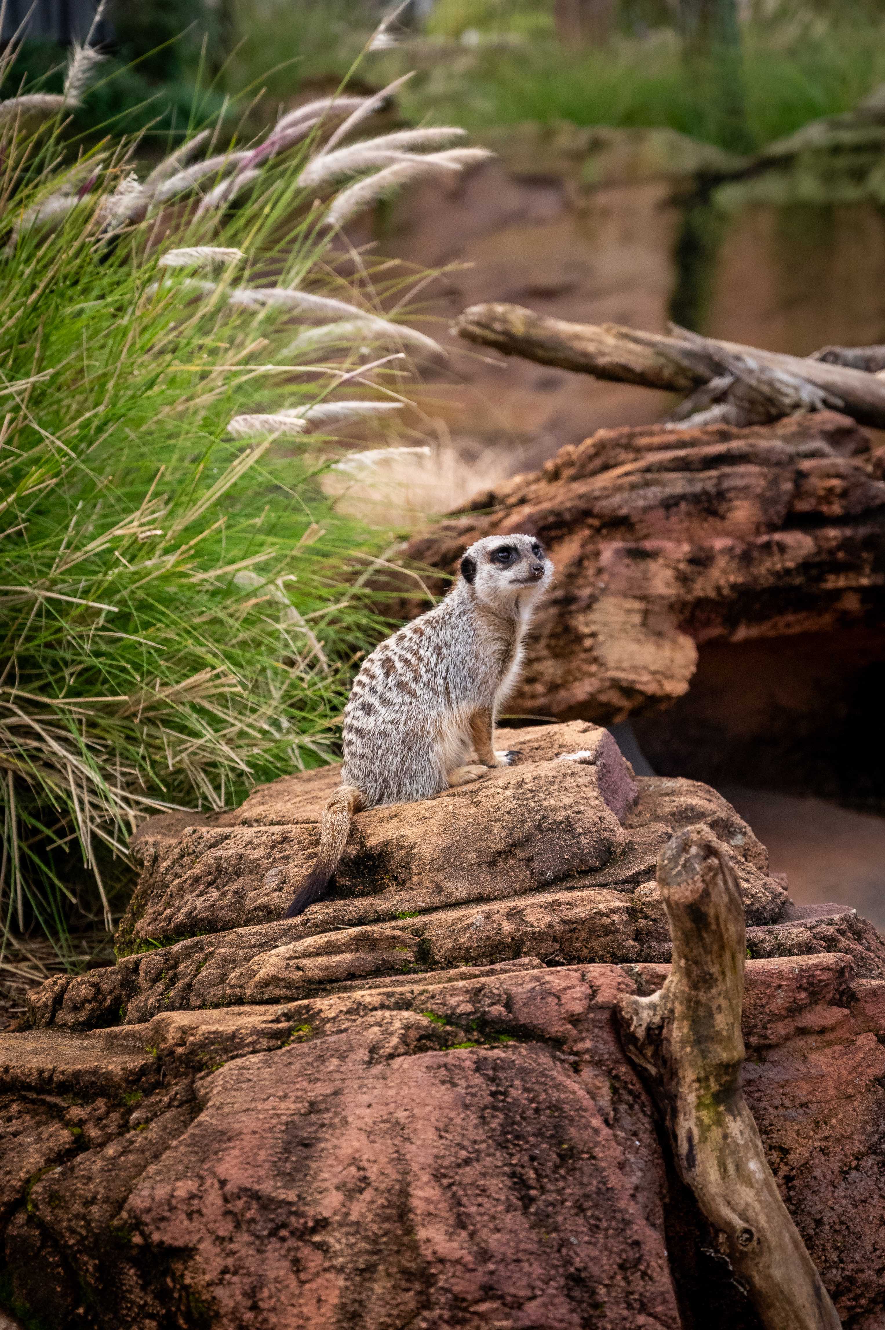 Meerkat