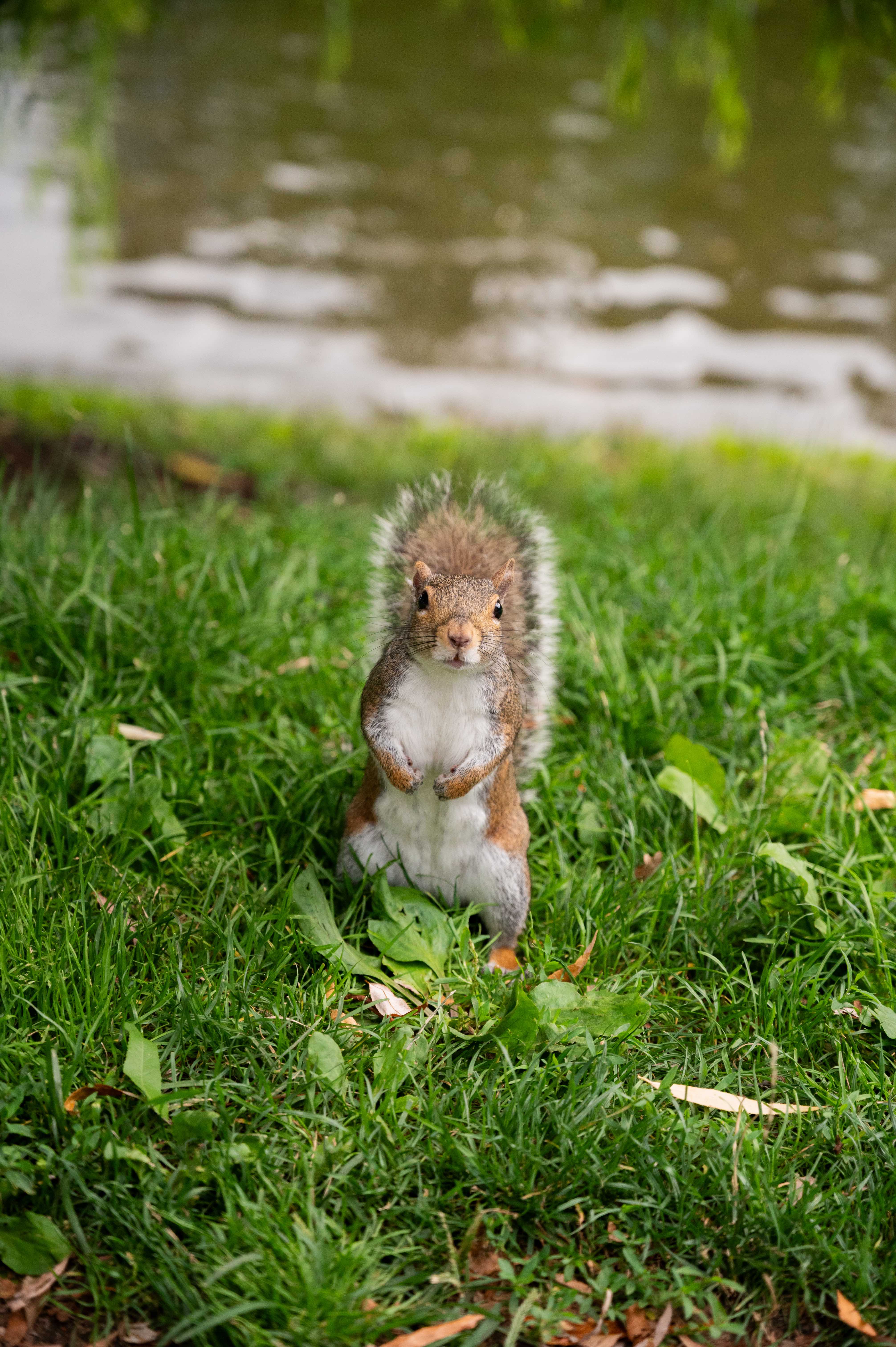 Squirrel